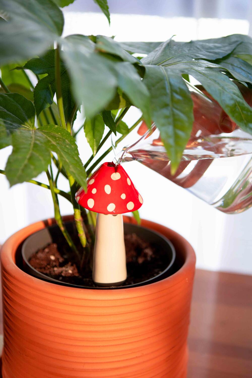 Amanita plantevander - rød